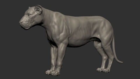 Free 3D lioness basemesh model (OBJ)