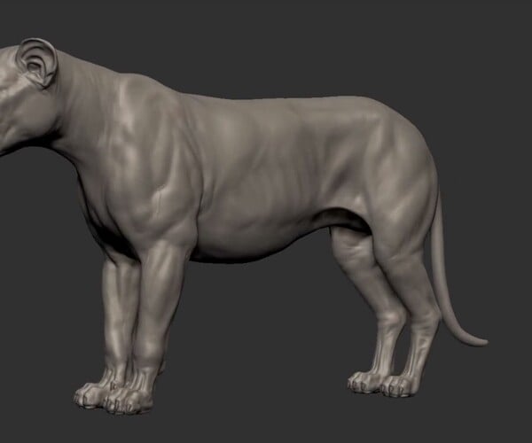 ArtStation - Free 3D lioness basemesh model (OBJ) | Resources