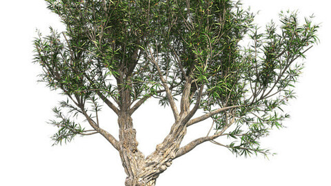 African Olive Tree