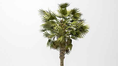Washingtonia Robusta Palm
