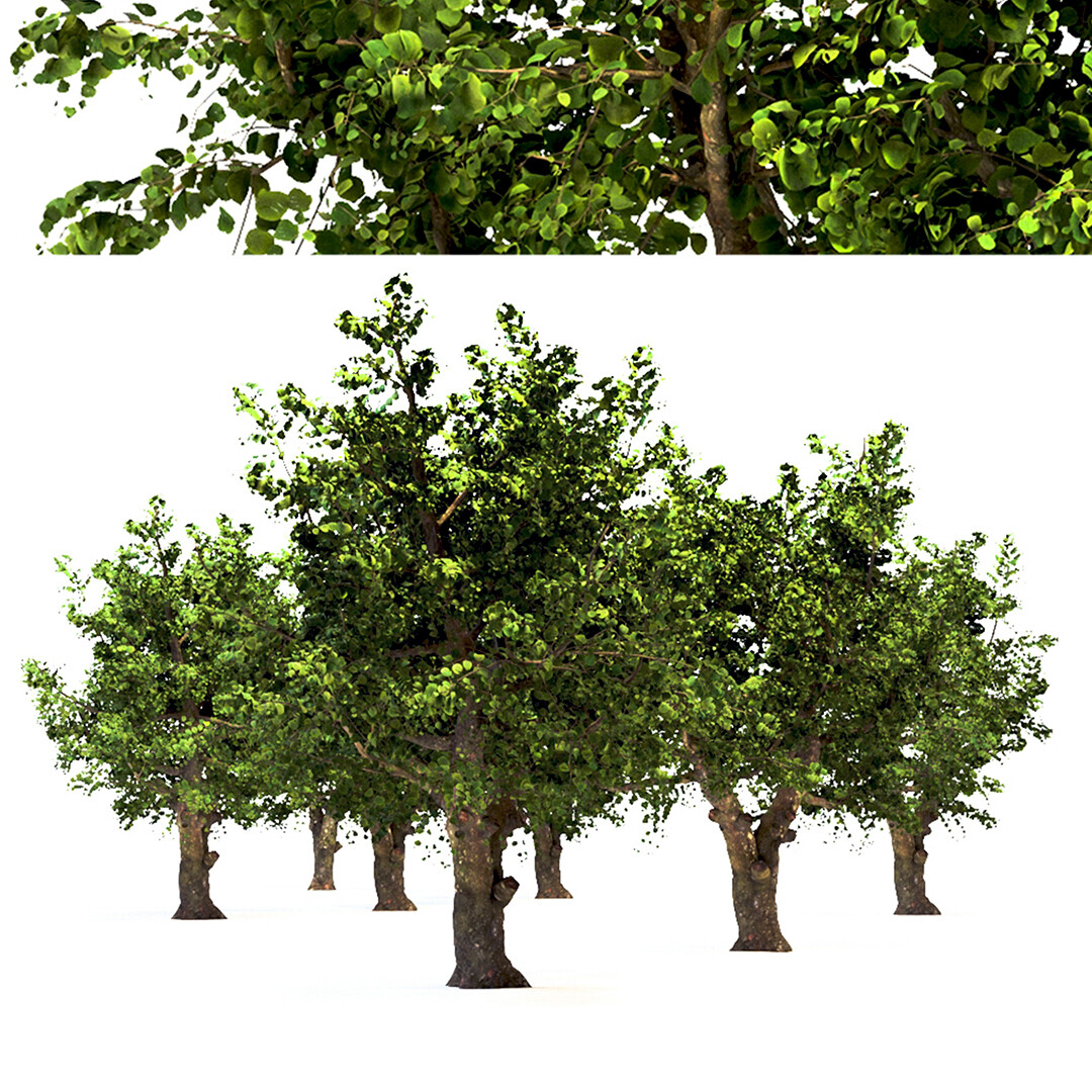 ArtStation - Apple Tree (Malus domestica) | Resources