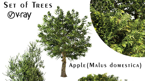 Set of Trees (Chinaberry, Silver Birch and Apple)