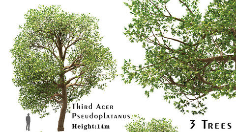 Set of Acer Pseudoplatanus (Sycamore Maple) Trees (3 Trees)