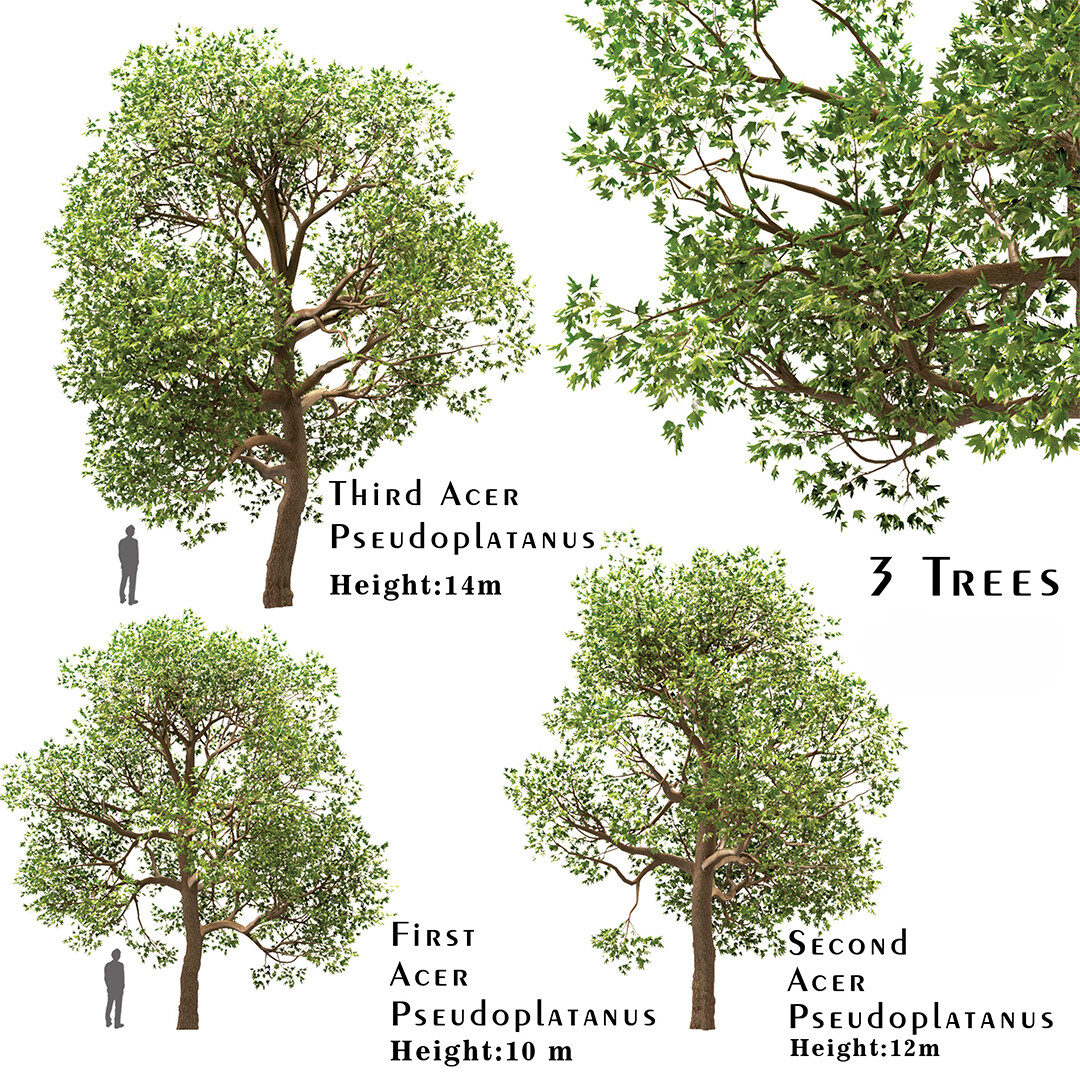 ArtStation - Set of Acer Pseudoplatanus (Sycamore Maple) Trees (3 Trees ...