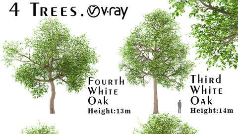 Set of White oak Trees (Quercus alba) (4 Trees)