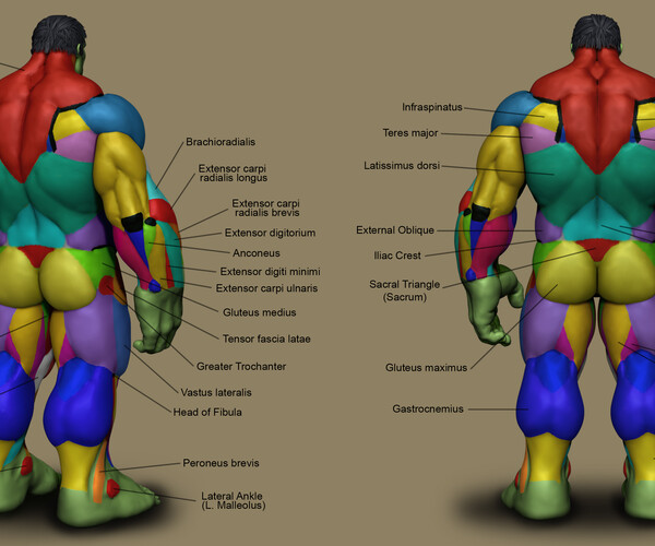 ArtStation - Super Hero Anatomy Course for Artists -The Hulk | Tutorials