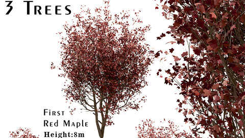 Set of Red Maple Trees (Acer Rubrum) (3 Trees)