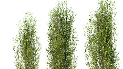 Set of Black Poplar Trees (Cottonwood) (3 Trees)