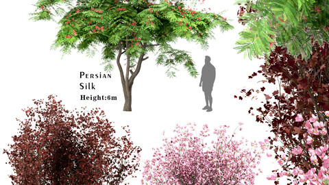 Set of Trees (Red Maple, Chinese Magnolia & Persian Silk)