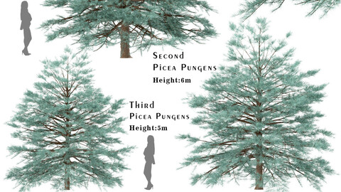 Set of Picea Pungens Trees (Blue spruce) (3 Trees)