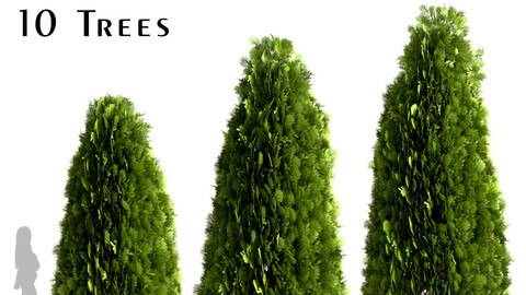 Set of Thuja Occidentalis Trees (Arborvitae)