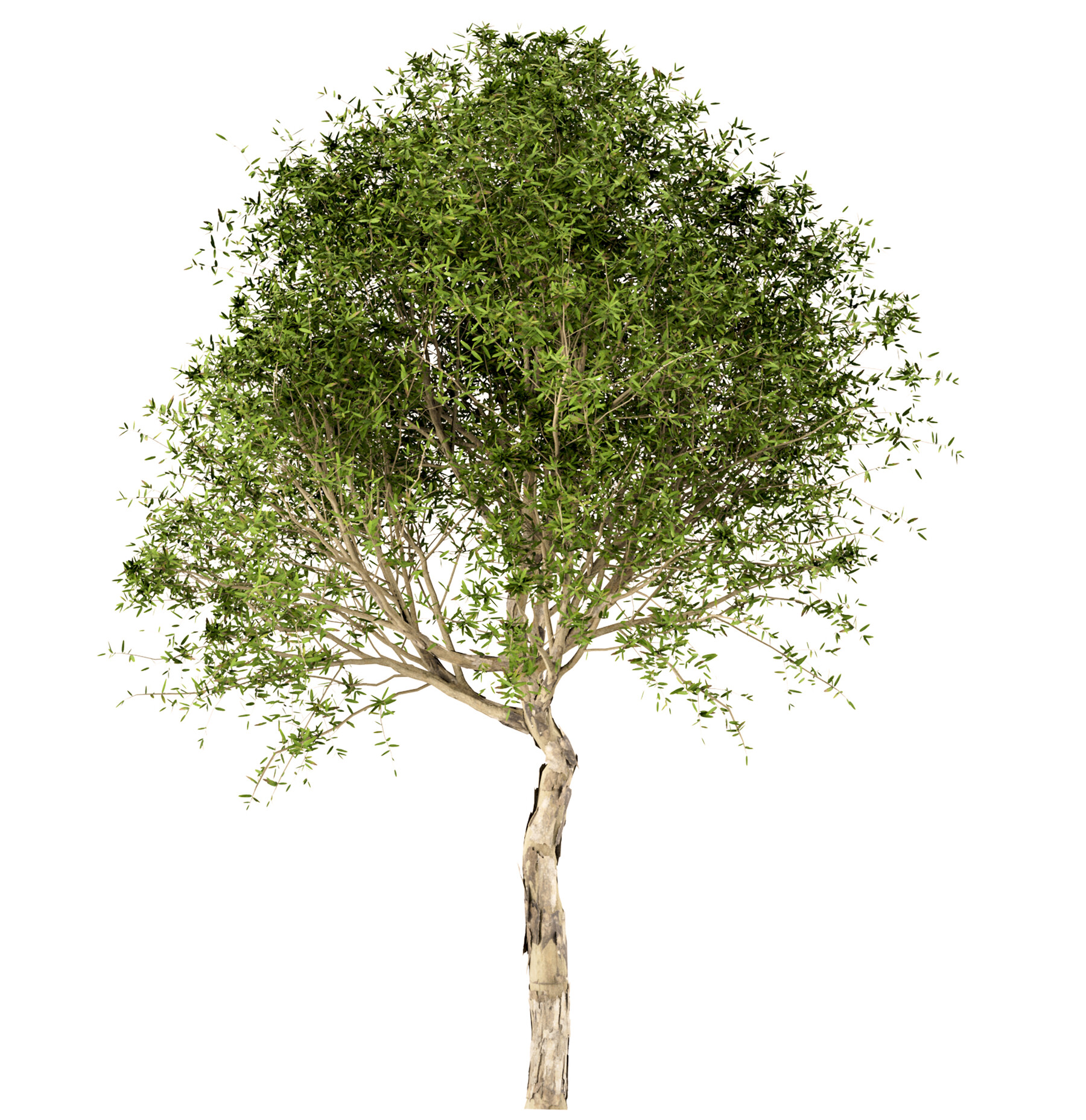 Дерево 3 17. Мелалеука пятижилковая дерево. Дерево из трех букв. Картинки миртового дерева. Paperbark Tree.
