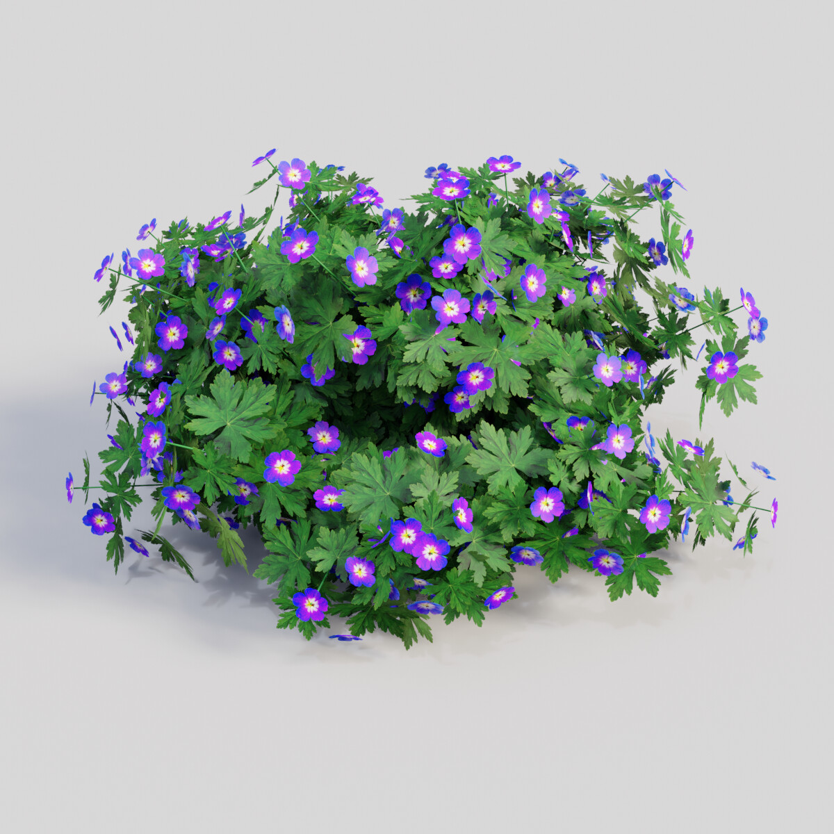 Герань три. Герань 3. Geranium endressii. Модель герань. Герань-2 3д модель.