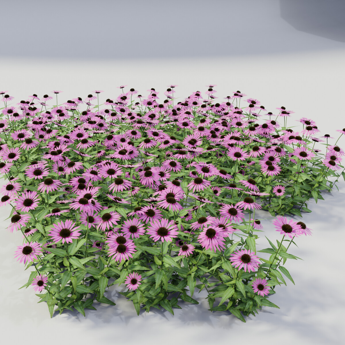 ArtStation Echinacea purpurea Resources