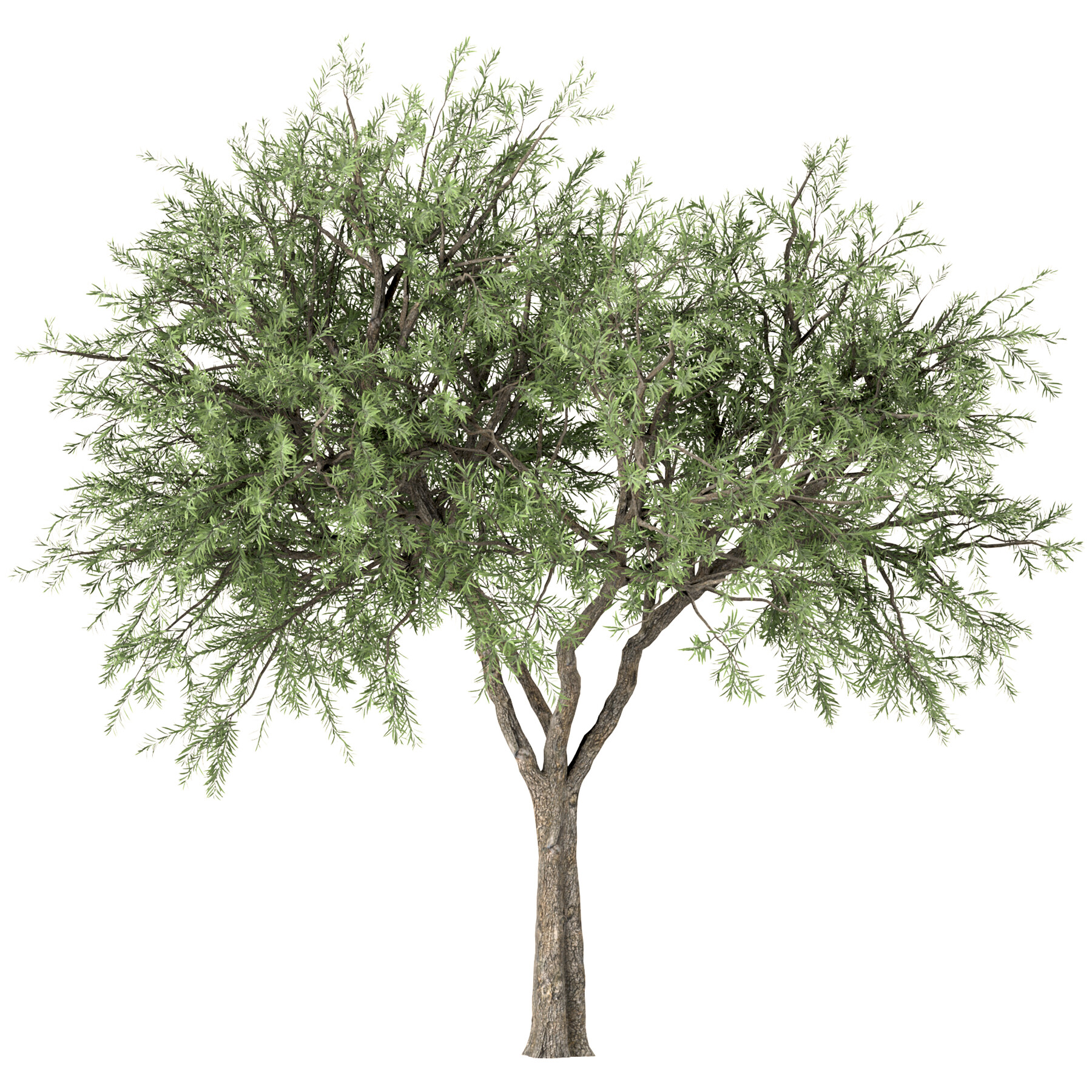 ArtStation - Set of Olive Trees (Olea Europaea) (3 Trees) | Resources