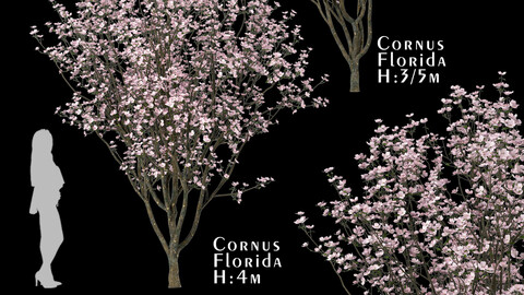 Set of Cornus Florida Trees (Flowering Dogwood)