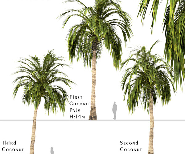 ArtStation - Set of Coconut Palm Trees (Cocos Nucifera) | Resources