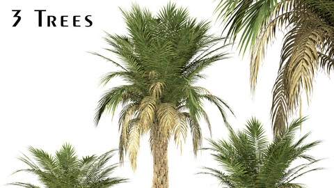 Set of Silver Date Palm Trees (Phoenix Sylvestris) (3 Trees)