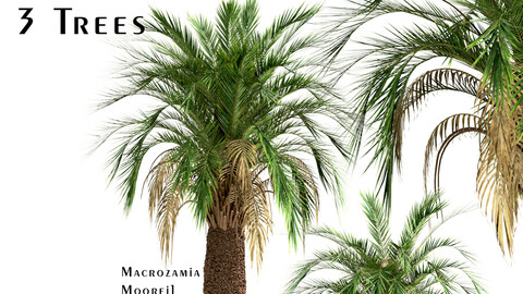 Set of Macrozamia Moorei Palm Trees (Carnarvon Gorge) (3 Trees)