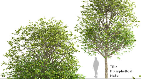 Set of Tilia Platyphyllos Trees (Large-Leaved Linden)