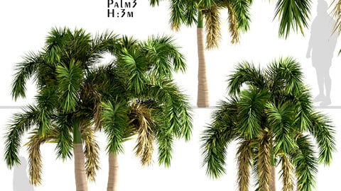 Set of Foxtail Palm Trees (Wodyetia Bifurcata) (3 Trees)