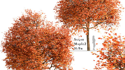 Set of Sugar Maple Trees (Acer Saccharum) (2 Trees)