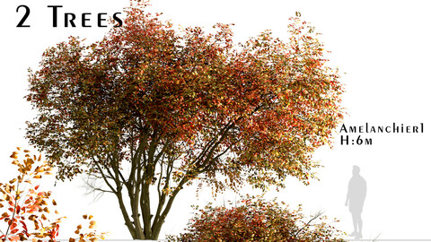 Set of Amelanchier Trees (Shadbush or Serviceberry) (2 Trees)