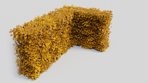 Fagus sylvatica fall