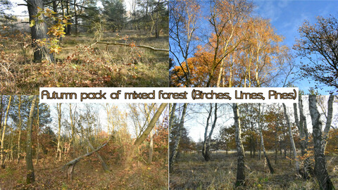 Autumn pack of mixed forest (Birches, Limes, Pines)