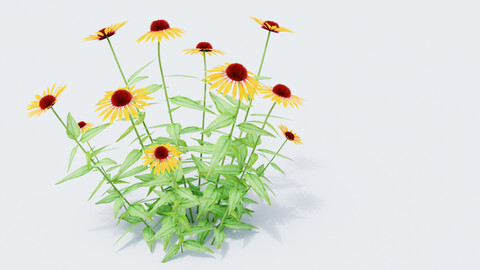 Echinacea Big Kahuna