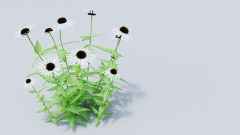 Echinacea purpurea Alba