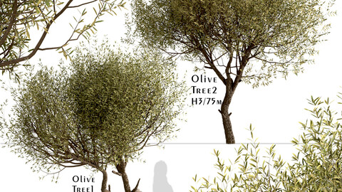 Set of Olive Trees (Olea Europaea) (2 Trees)