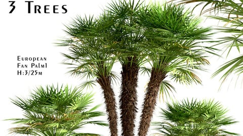 Set of European Fan Palm trees (Chamaerops Humilis) (3 Trees)