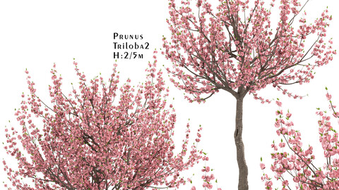 Set of Prunus Triloba Trees (Flowering Almond) (2 Trees)