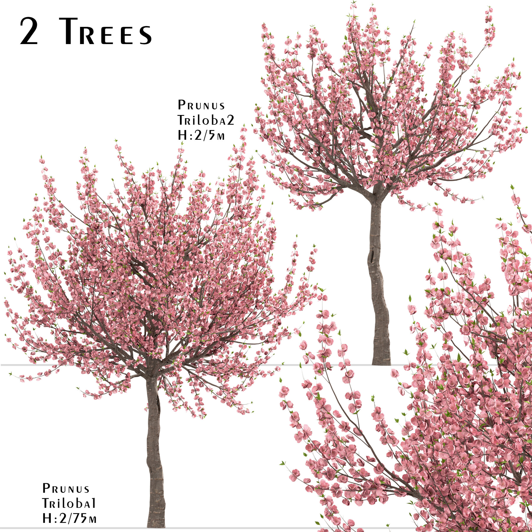 set of prunus triloba trees (flowering almond) (2 trees)