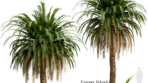 Set of Canary Island Date Palm Trees (Phoenix Canariensis) (2 Trees)