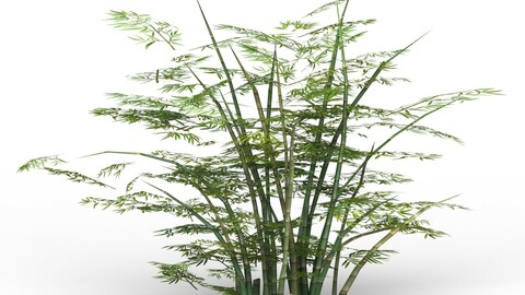 Bamboo Tree 02