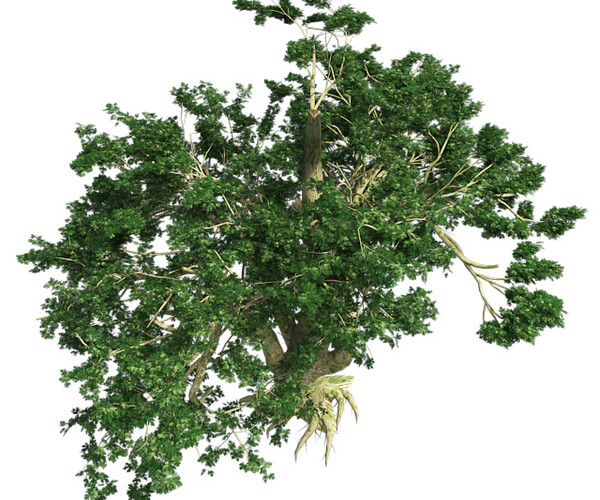 ArtStation - Bigleaf Maple Tree | Resources