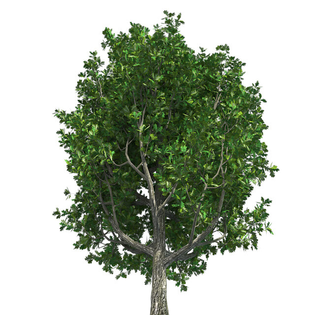 ArtStation - Cypress Oak Tree | Resources