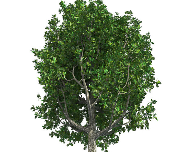 ArtStation - Cypress Oak Tree | Resources