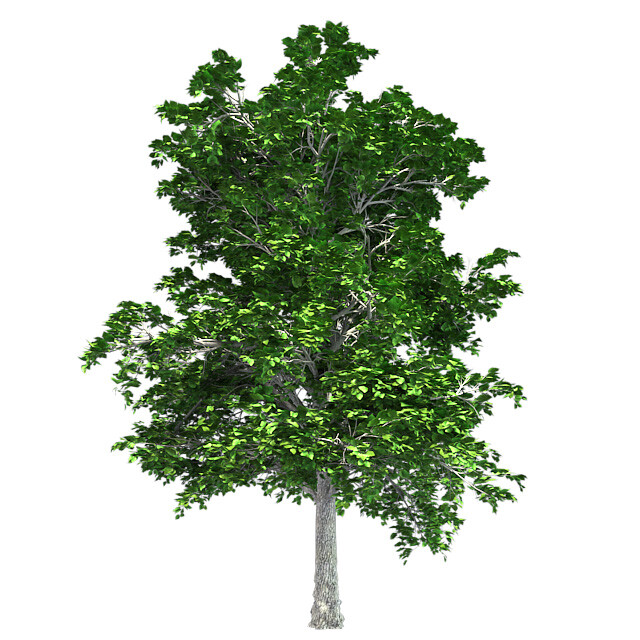 ArtStation - European Linden Tree | Resources