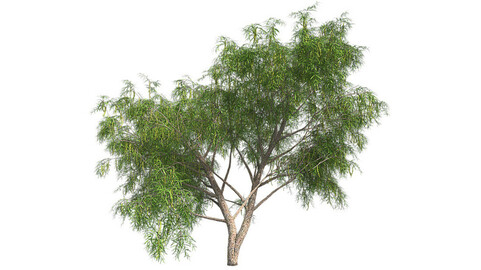 Honey Mesquite Tree