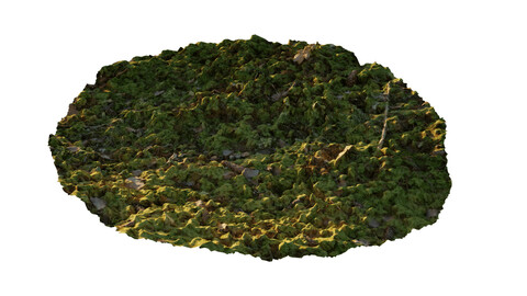 Flat ground with moss and sticks