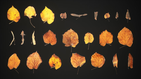 Tilia Dead Leaves 4K Scanned