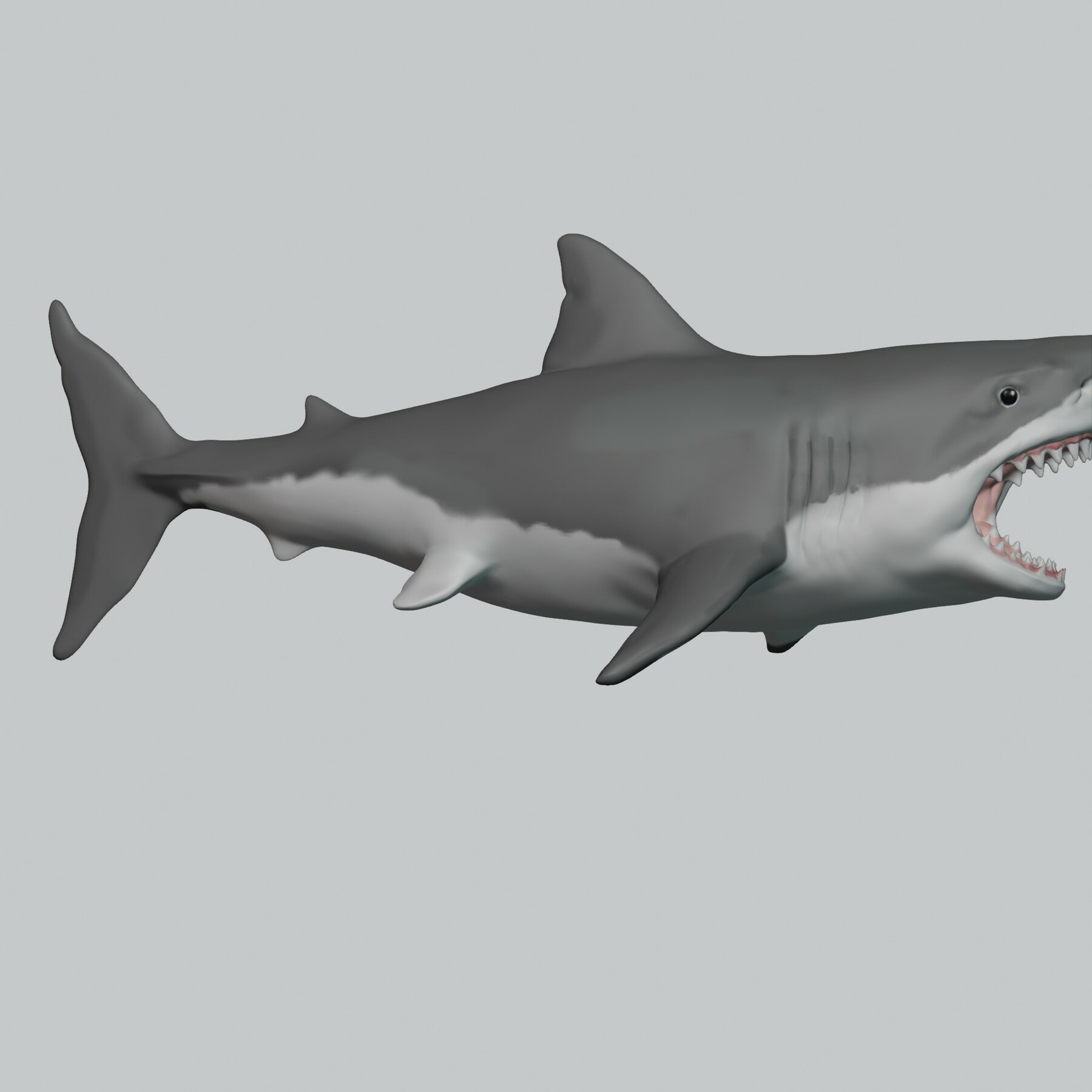 ArtStation - Great white shark - Blender