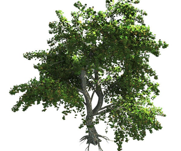 ArtStation - Katsura Tree | Resources