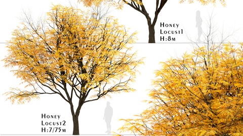 Set of Honey Locust Trees (Gleditsia Triacanthos) (2 Trees)