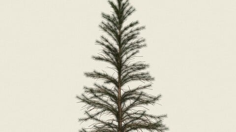 Conifer Tree 01