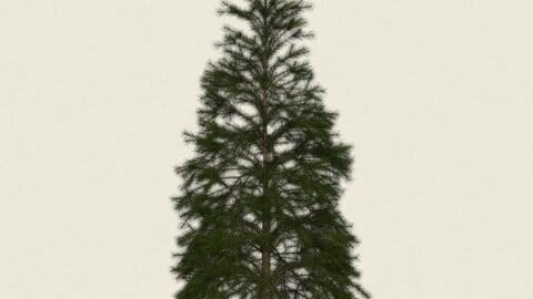 Conifer Tree 02