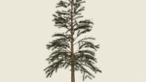 Conifer Tree 04